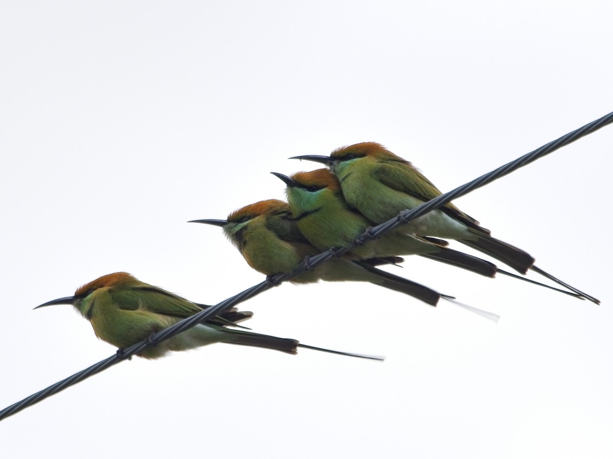 Asian Green Bee-eater - ML644020091