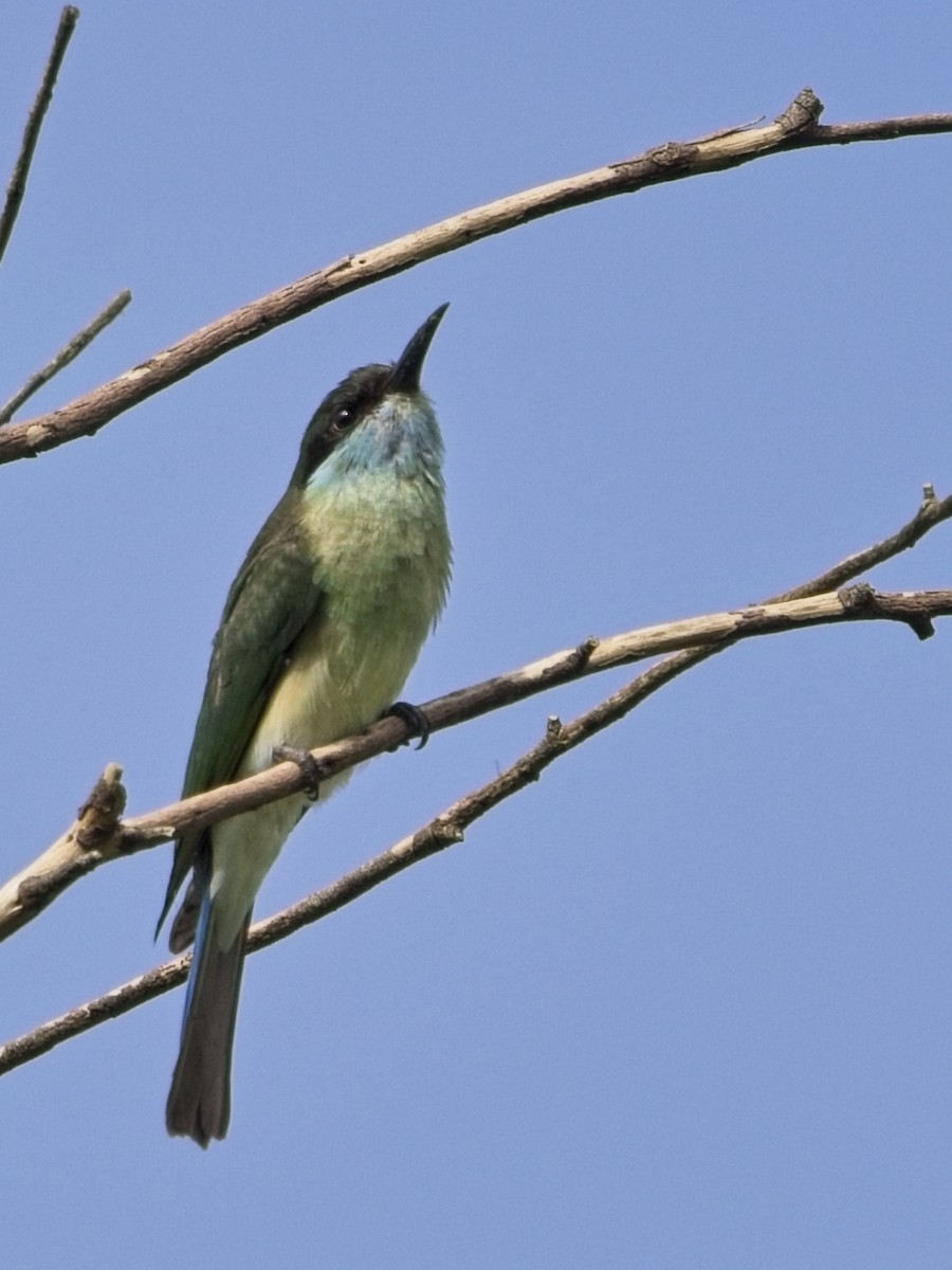 Blue-throated Bee-eater - ML644020098