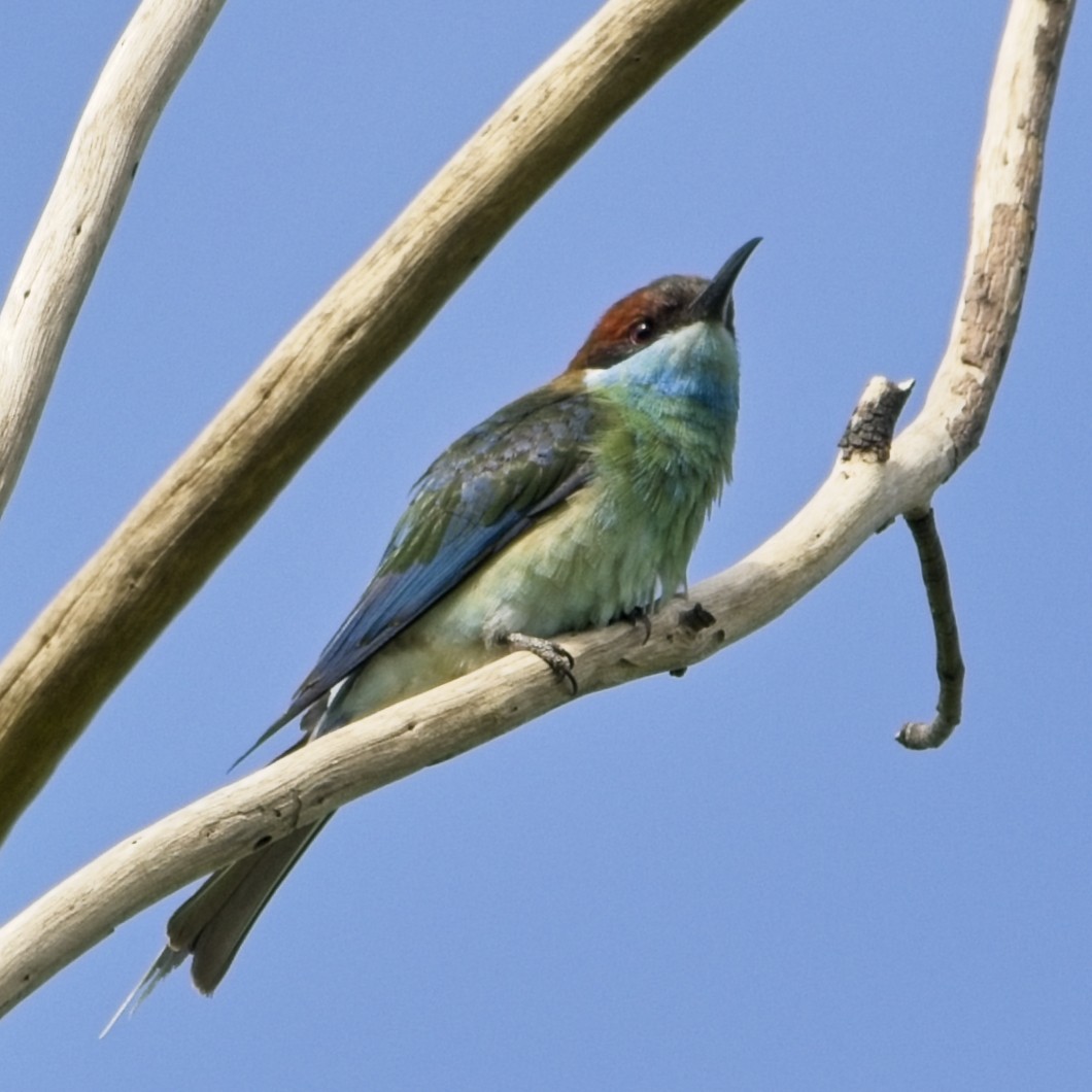 Blue-throated Bee-eater - ML644020099