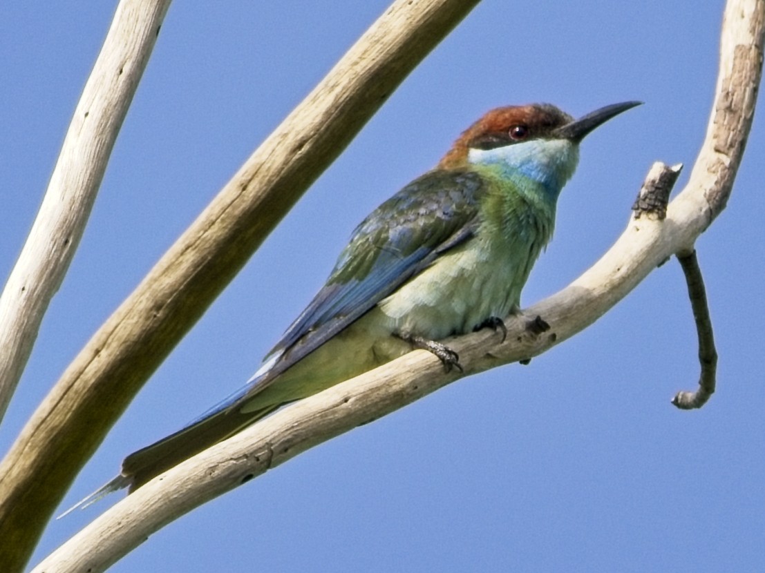 Blue-throated Bee-eater - ML644020100