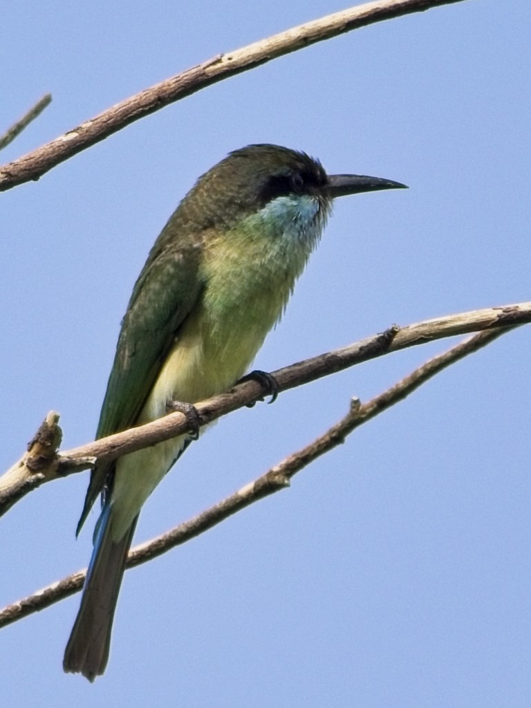 Blue-throated Bee-eater - ML644020101