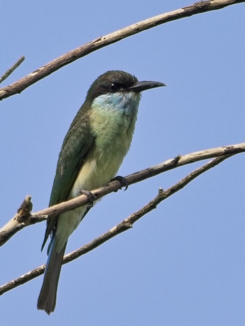 Blue-throated Bee-eater - ML644020102