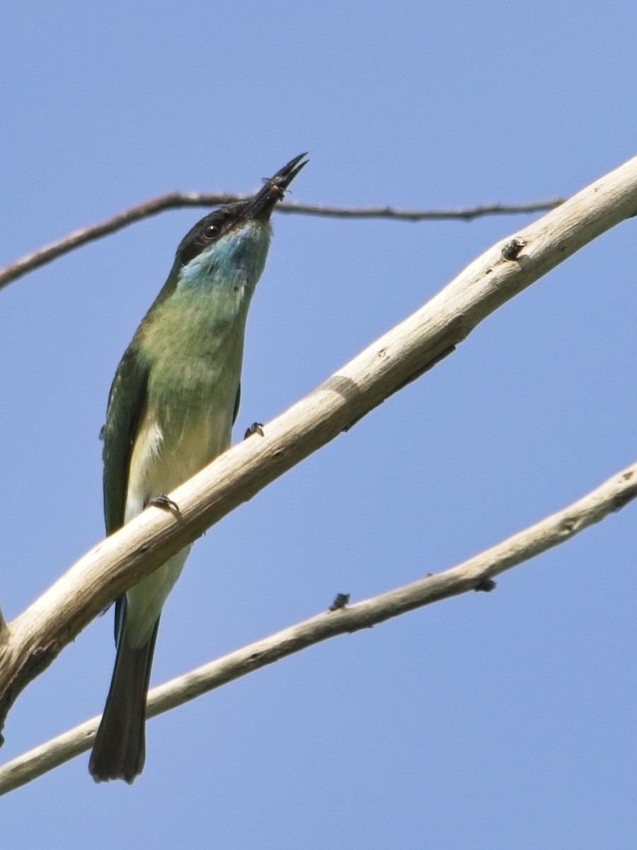 Blue-throated Bee-eater - ML644020103