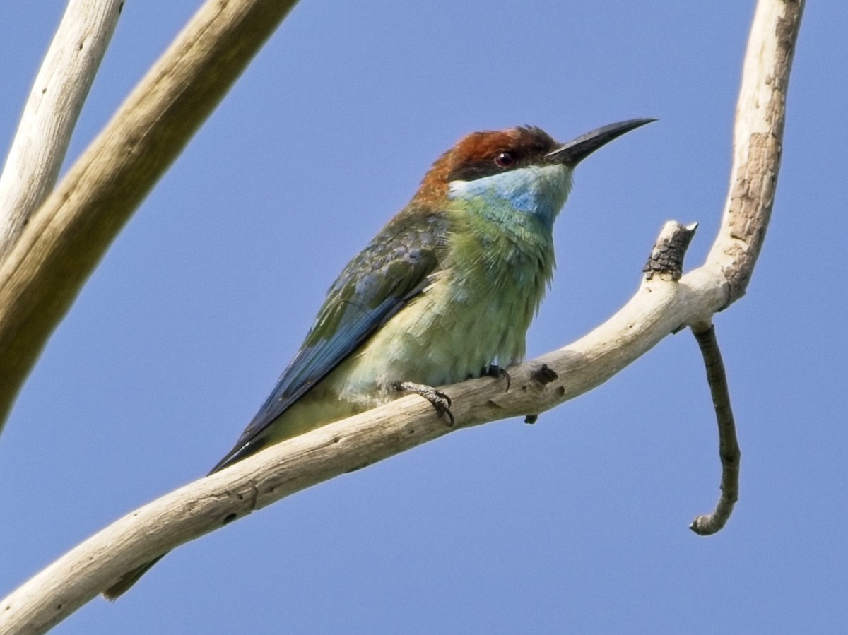 Blue-throated Bee-eater - ML644020104