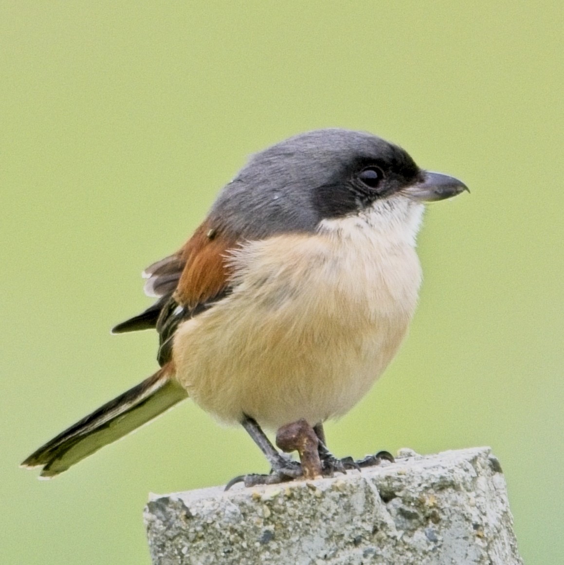 Burmese Shrike - ML644020106