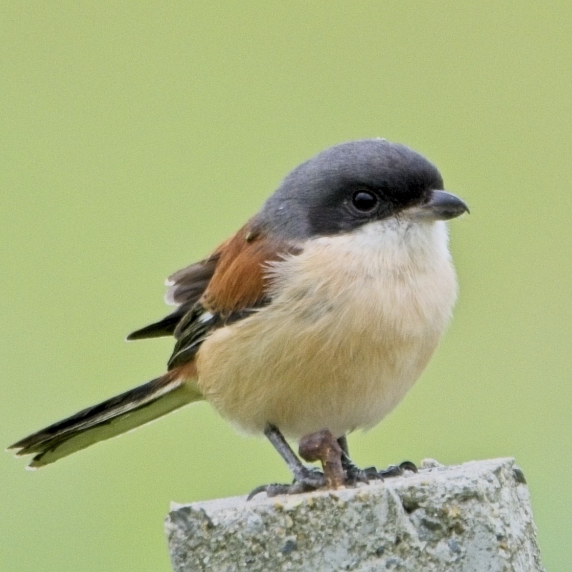 Burmese Shrike - ML644020107