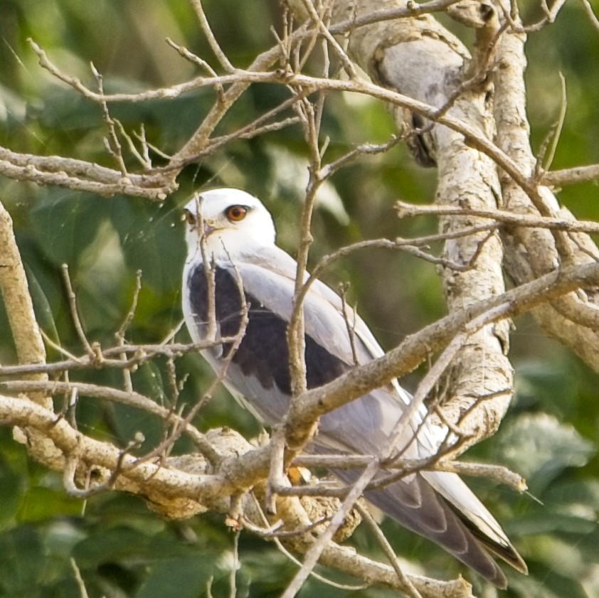 Elano urdina - ML644020115