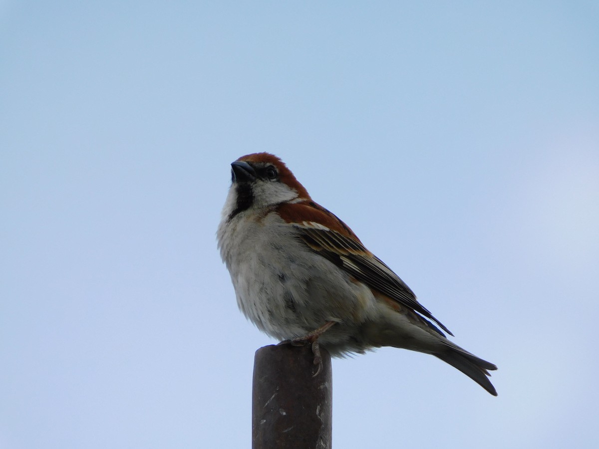 Russet Sparrow - ML644020119