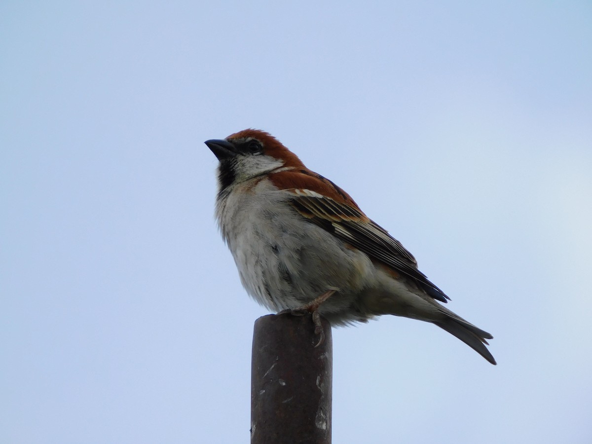 Russet Sparrow - ML644020120