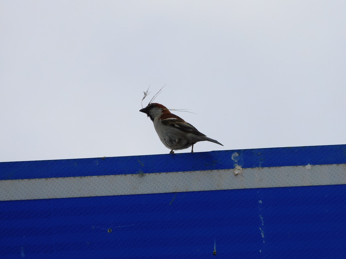 Russet Sparrow - ML644020121