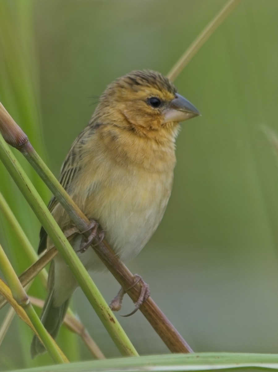 Asian Golden Weaver - ML644020122