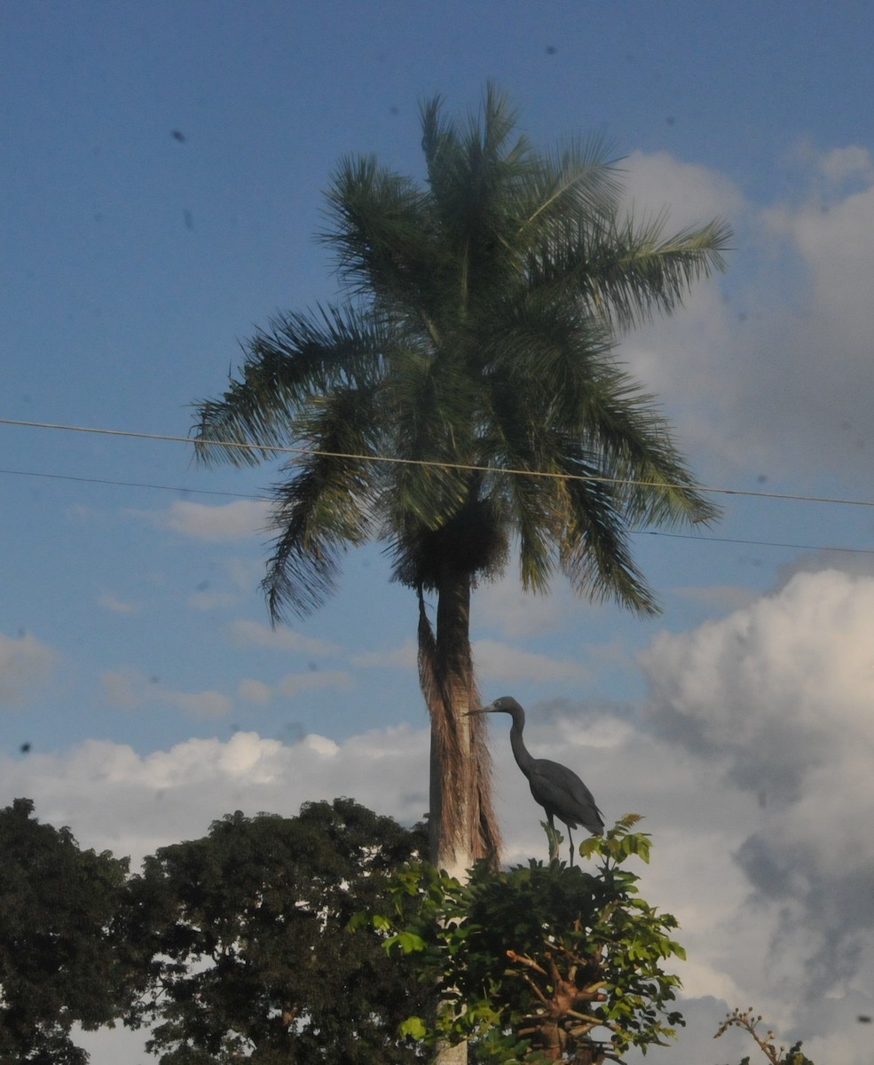 Little Blue Heron - ML644020132