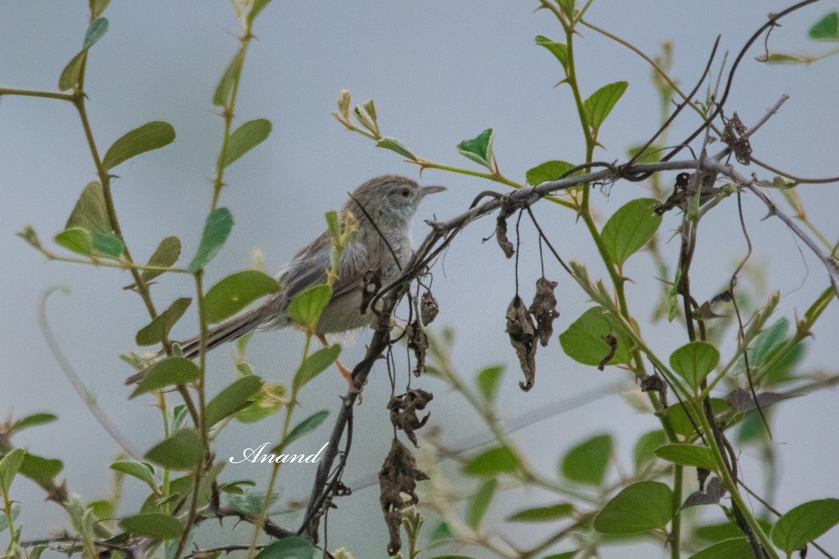 Delicate Prinia - ML644020145