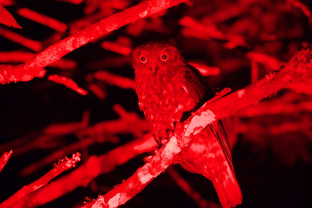 Australian Boobook - ML644020155