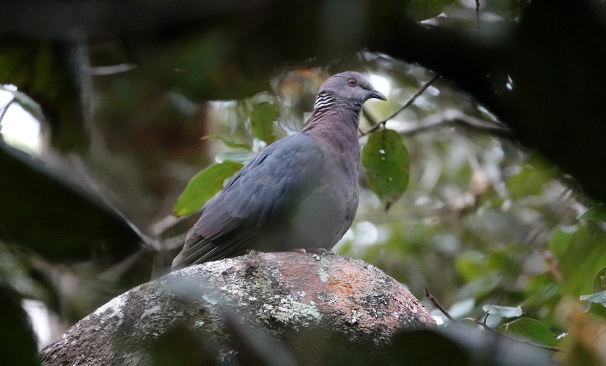 Pigeon de Ceylan - ML644020158