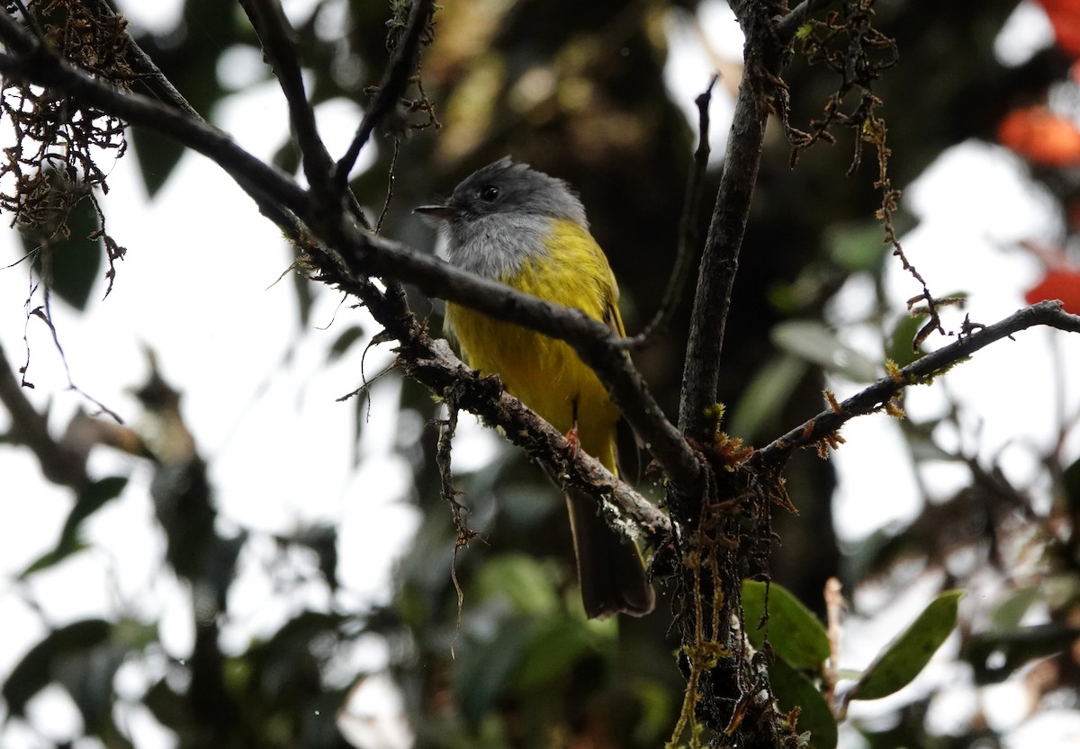Gray-headed Canary-Flycatcher - ML644020162