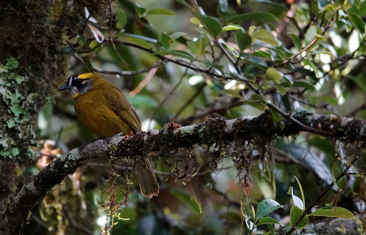 Bulbul oreillard - ML644020168