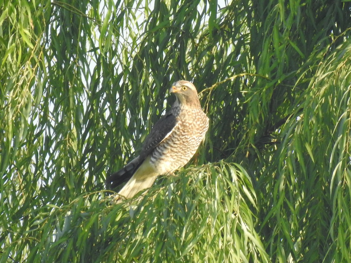 Gray-faced Buzzard - ML644020174
