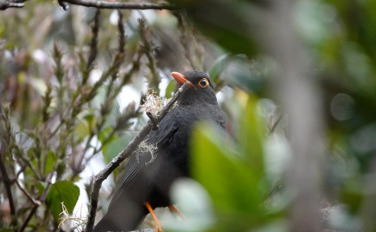 Merle des Nilgiri (kinnisii) - ML644020175