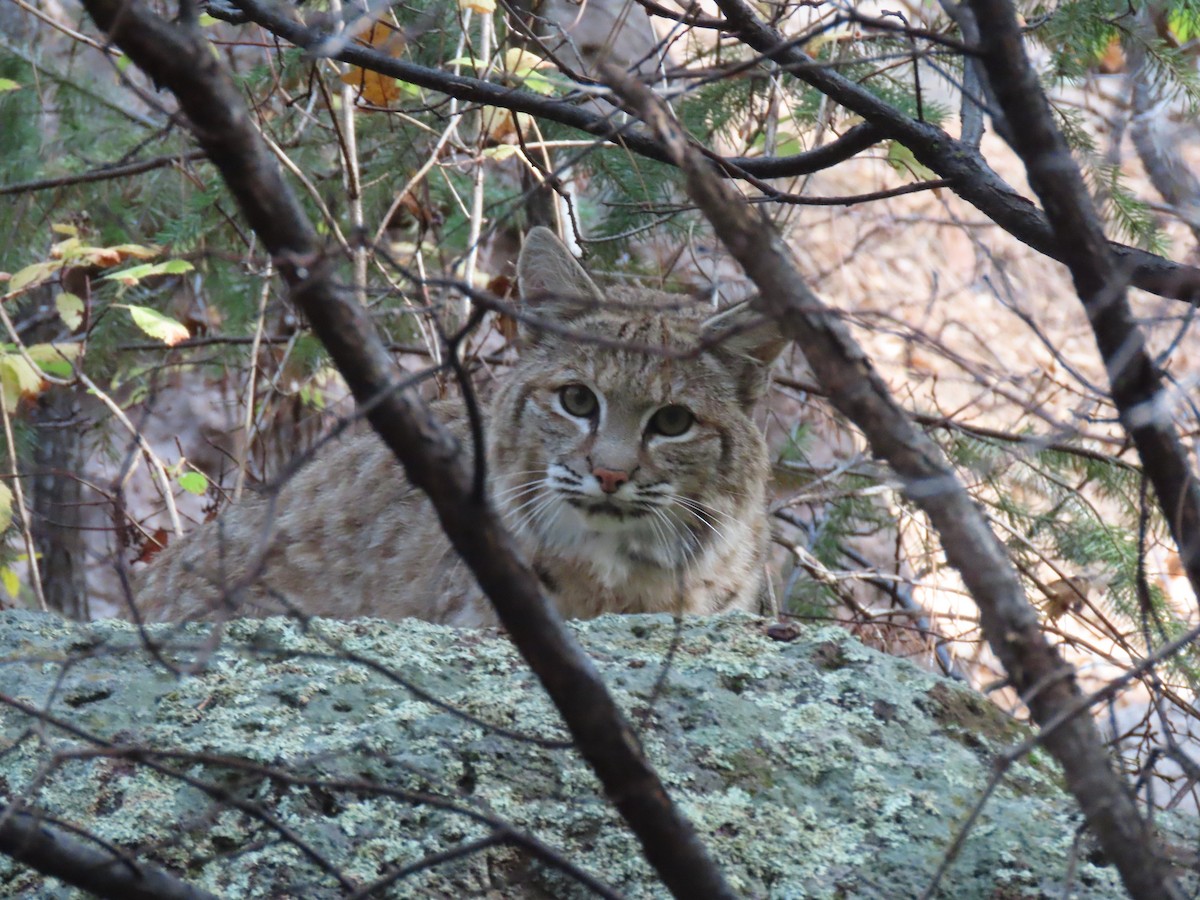 Bobcat - ML644020206