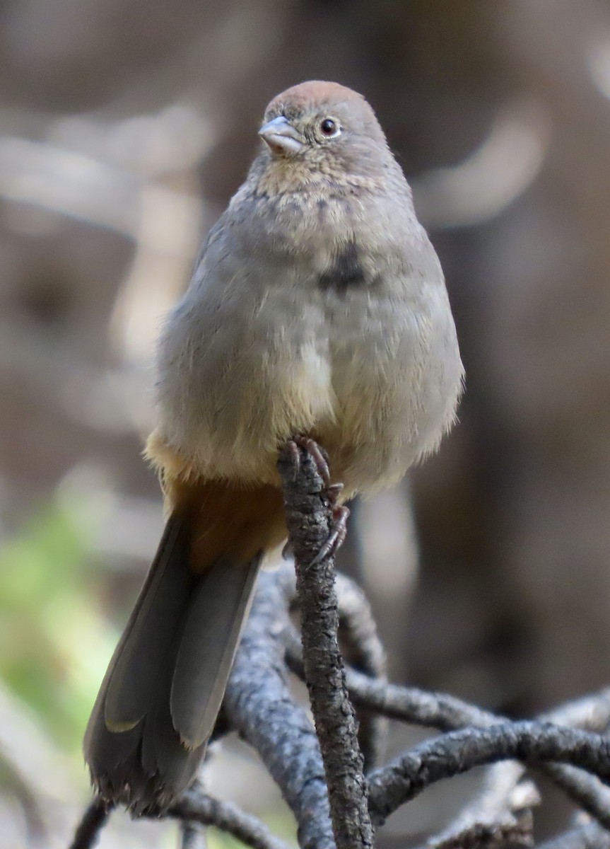 Canyon Towhee - ML644020210