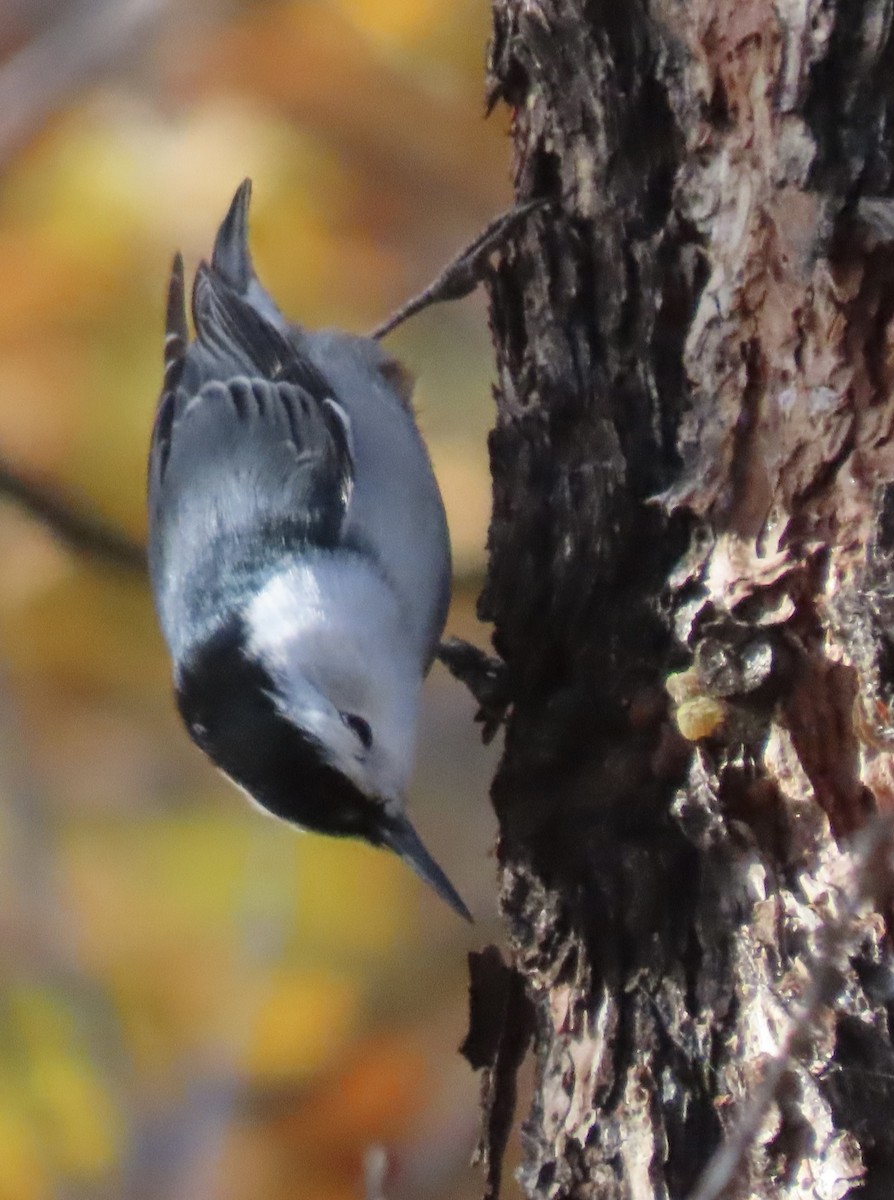 White-breasted Nuthatch - ML644020212