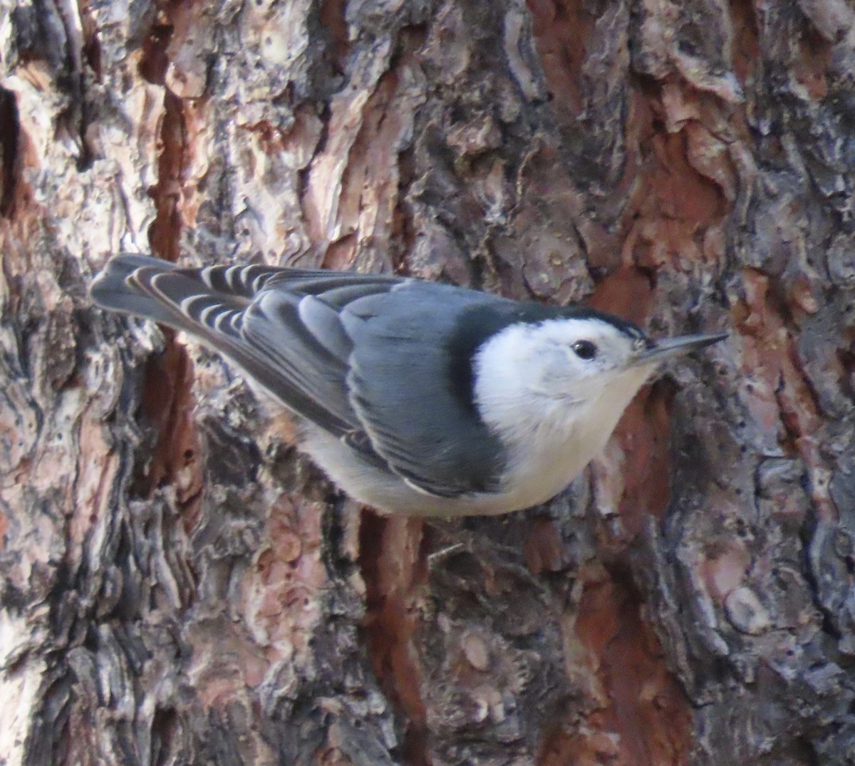 White-breasted Nuthatch - ML644020213