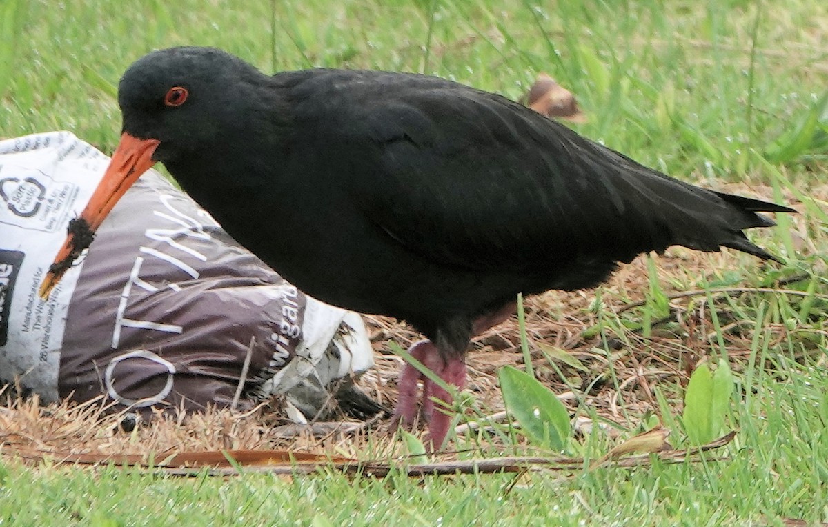 Huîtrier variable - ML644020217