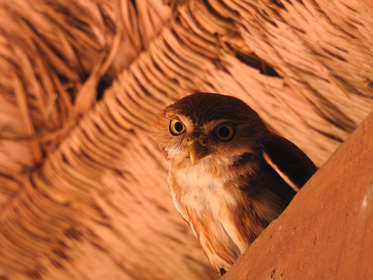 Ferruginous Pygmy-Owl - ML644020227