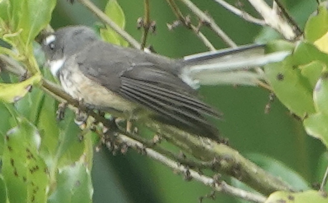 New Zealand Fantail - ML644020239