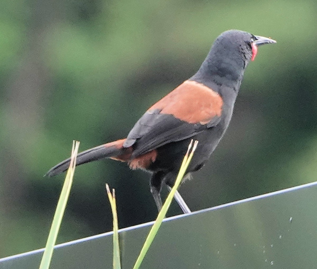 North Island Saddleback - ML644020240