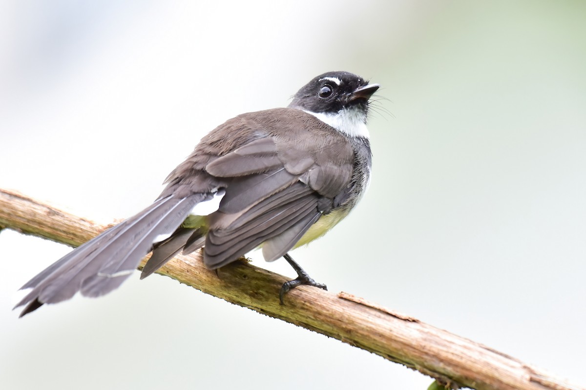 Malaysian Pied-Fantail - ML644020256