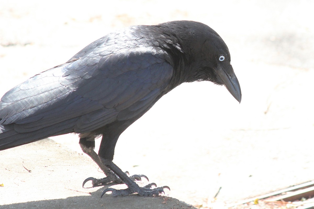 Torresian Crow - ML644020263