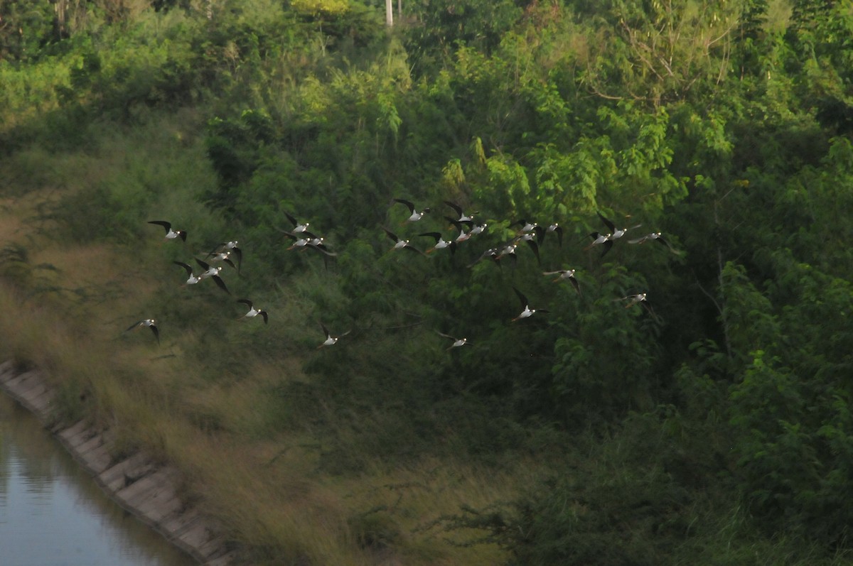 Black-necked Stilt - ML644020278
