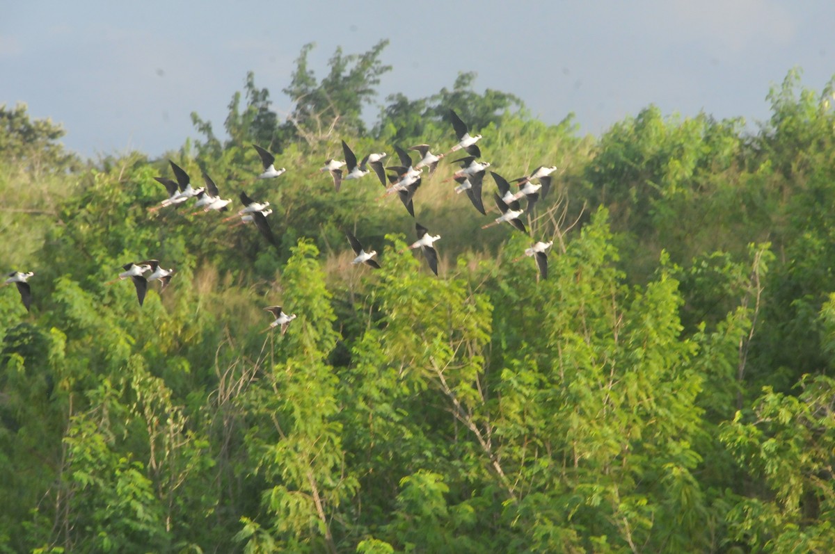 Black-necked Stilt - ML644020279