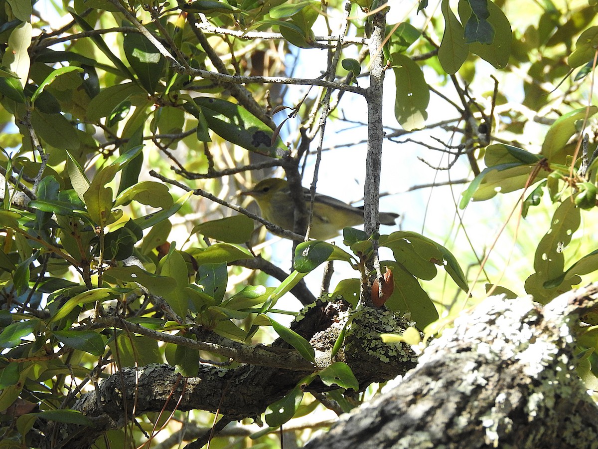 Bay-breasted Warbler - ML644020304