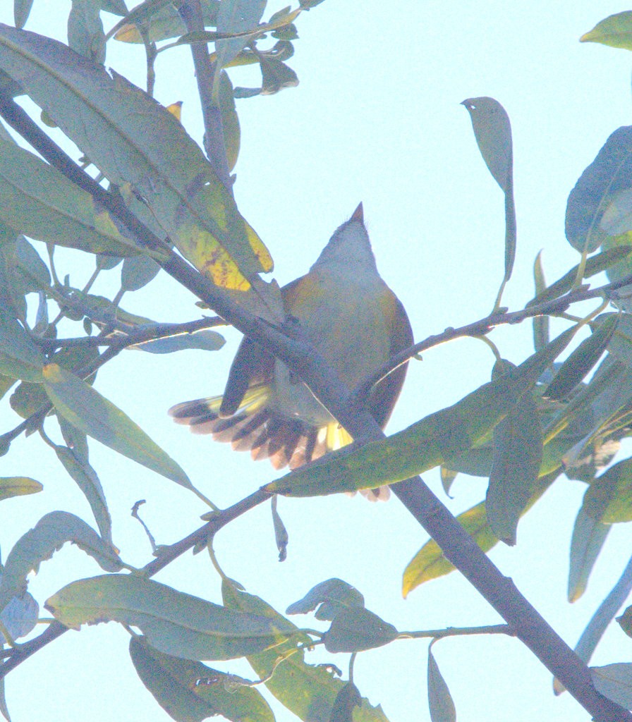 Paruline flamboyante - ML644020306