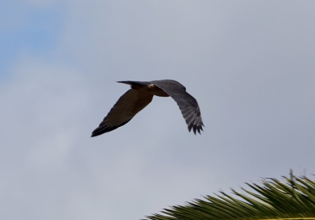 Épervier à collier roux - ML644020308