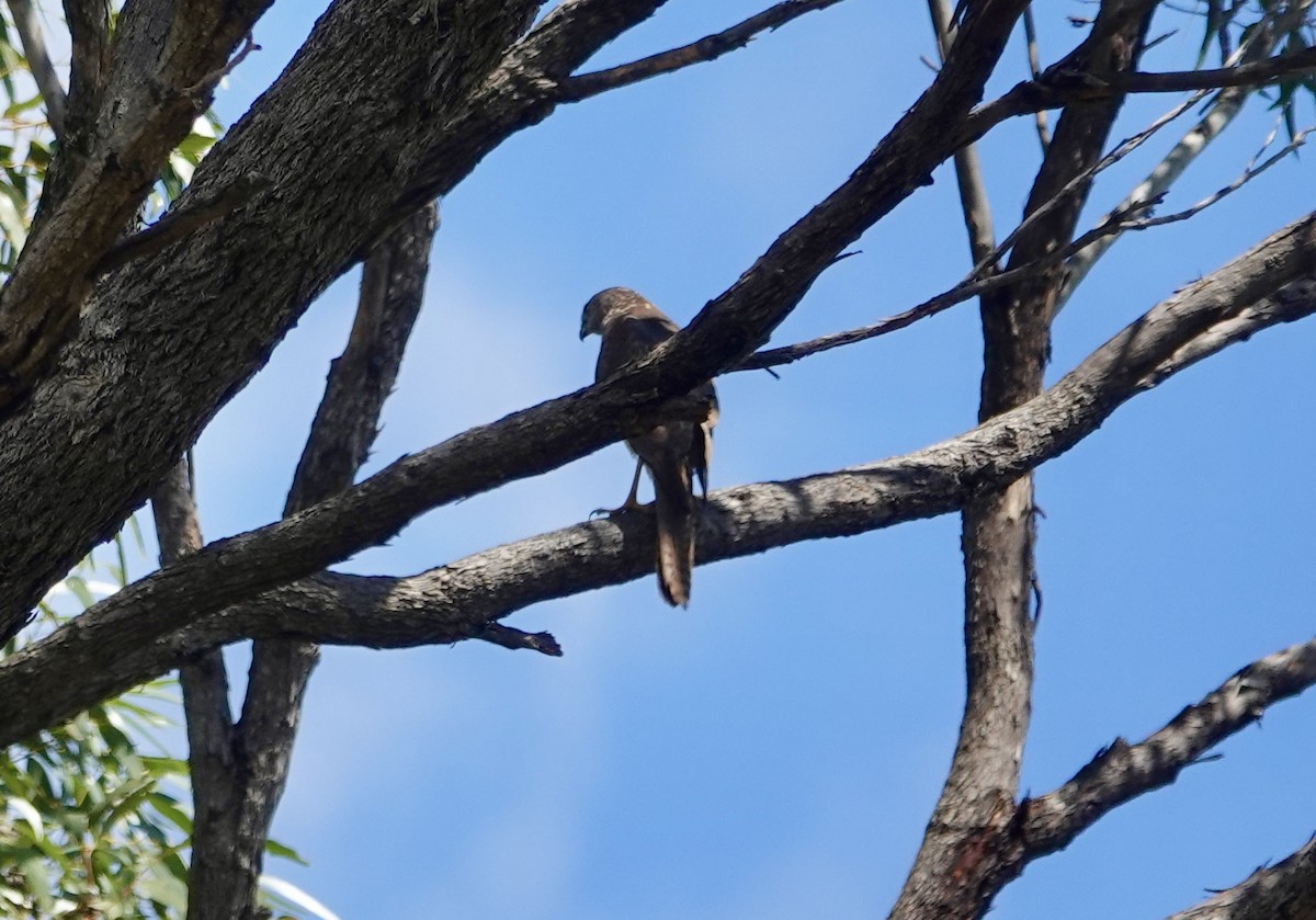 Épervier à collier roux - ML644020309