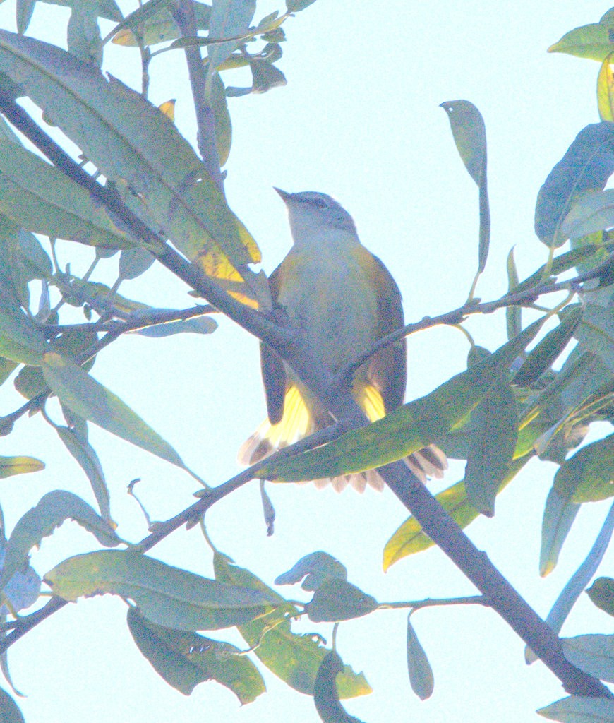 Paruline flamboyante - ML644020312