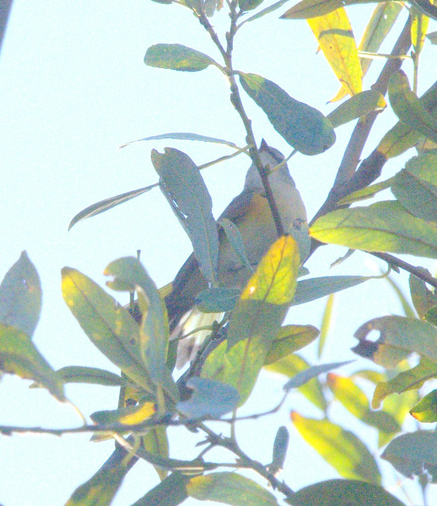 Paruline flamboyante - ML644020315