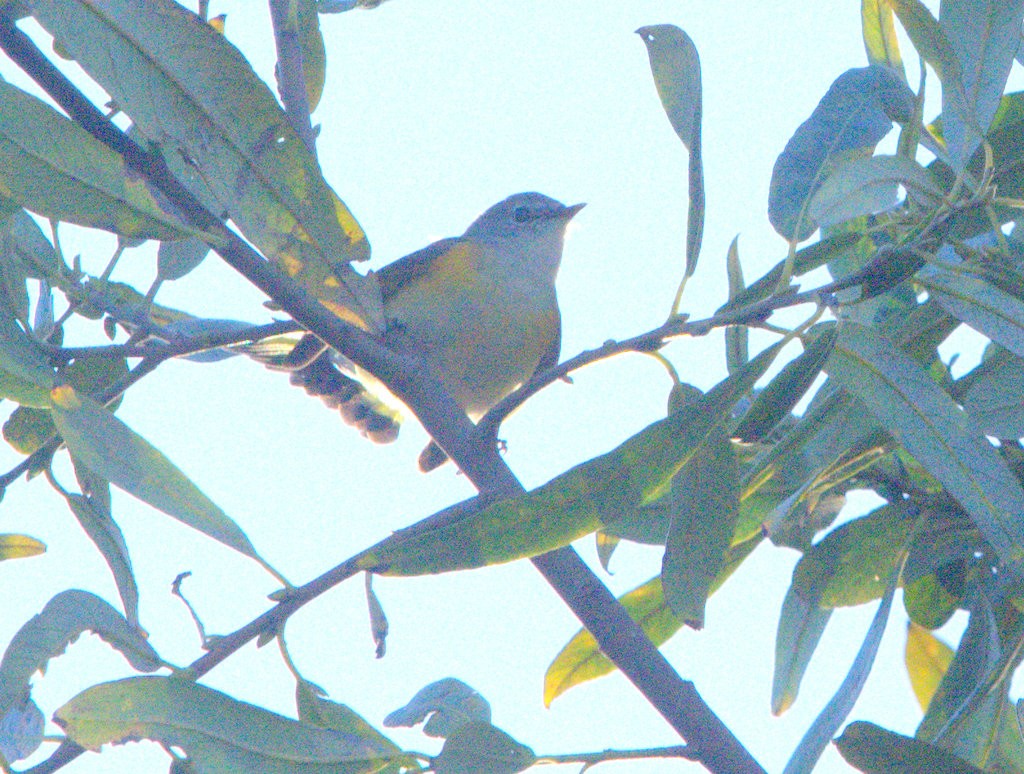 Paruline flamboyante - ML644020316