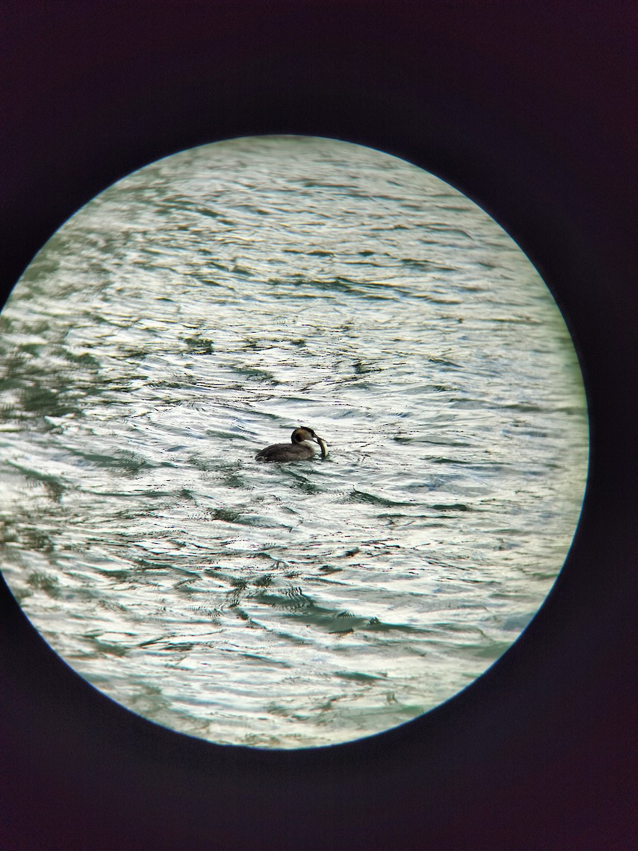 toppdykker - ML644020333