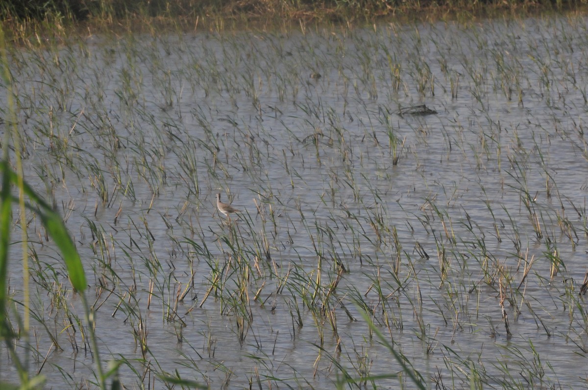 Lesser Yellowlegs - ML644020336