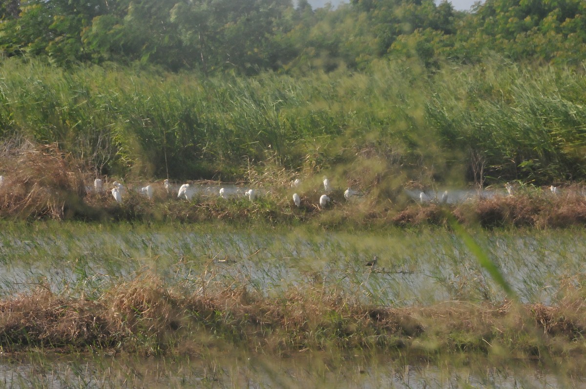 Western Cattle-Egret - ML644020346