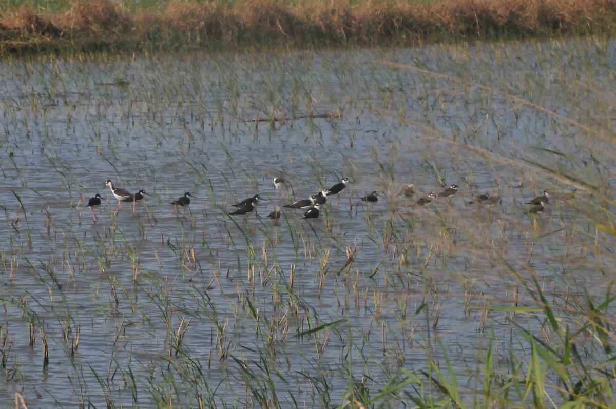 Black-necked Stilt - ML644020353