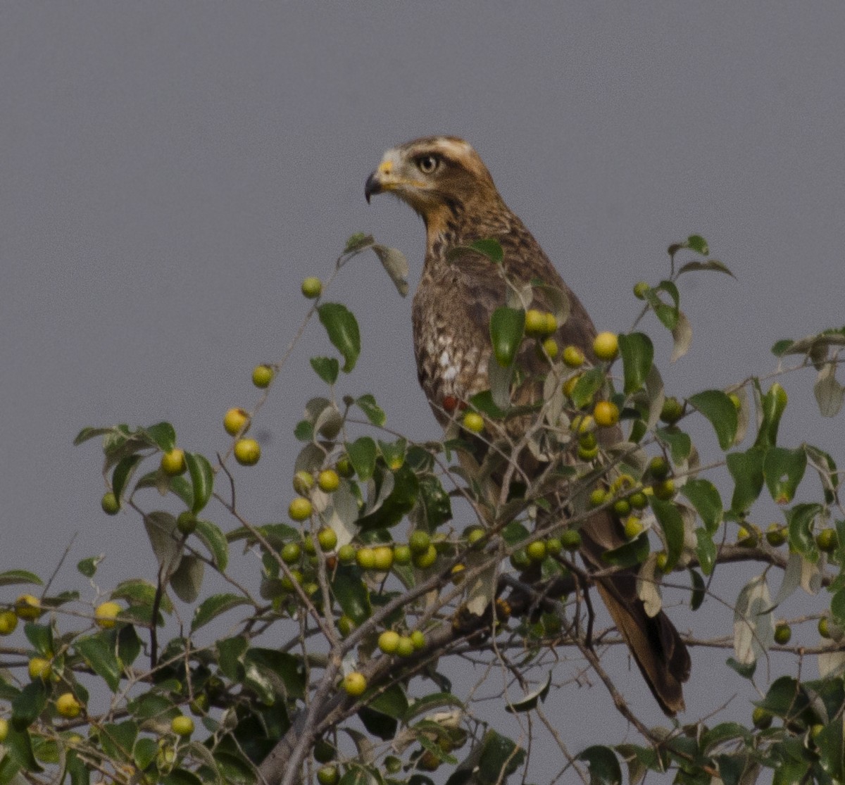 White-eyed Buzzard - ML644020357
