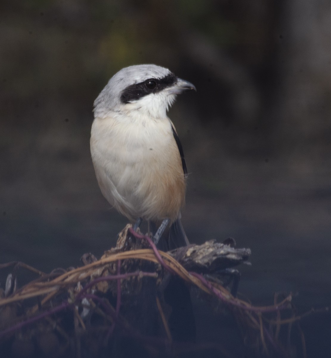 Long-tailed Shrike - ML644020358