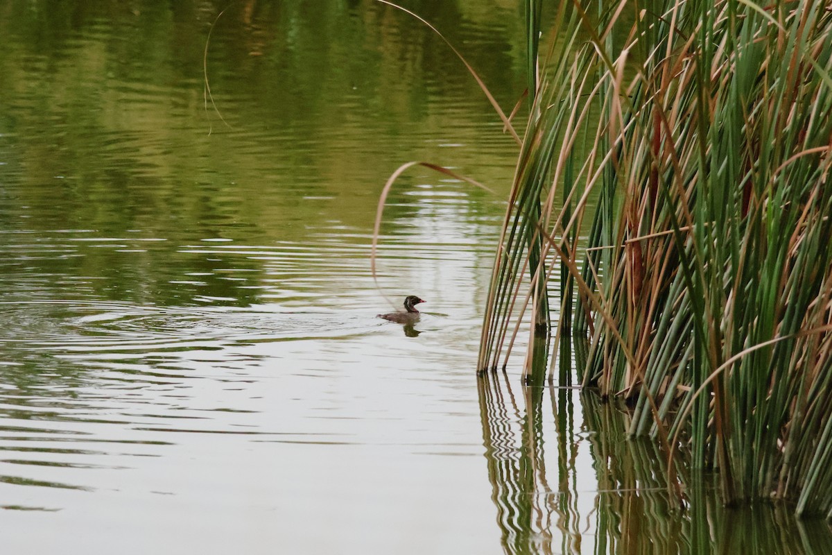 Grèbe castagneux - ML644020372