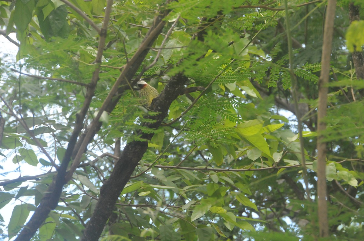 Cuban Green Woodpecker - ML644020378